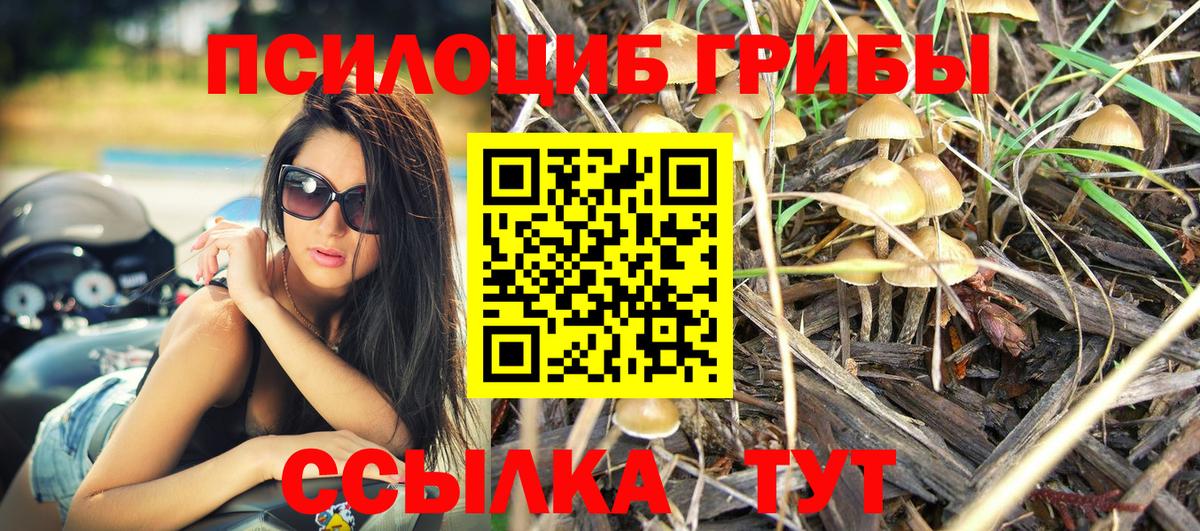 Псилоцибиновые грибы Psilocybe Зеленодольск